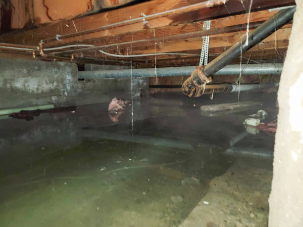 Best Flood restoration services  in Homer, IL